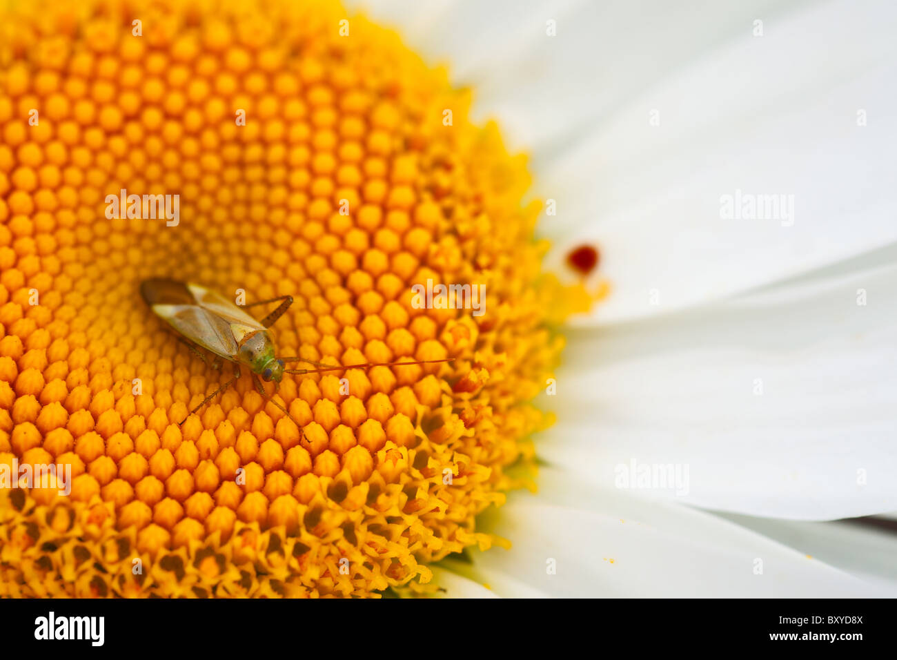 Small green bug on a large garden chamomile. Stock Photo