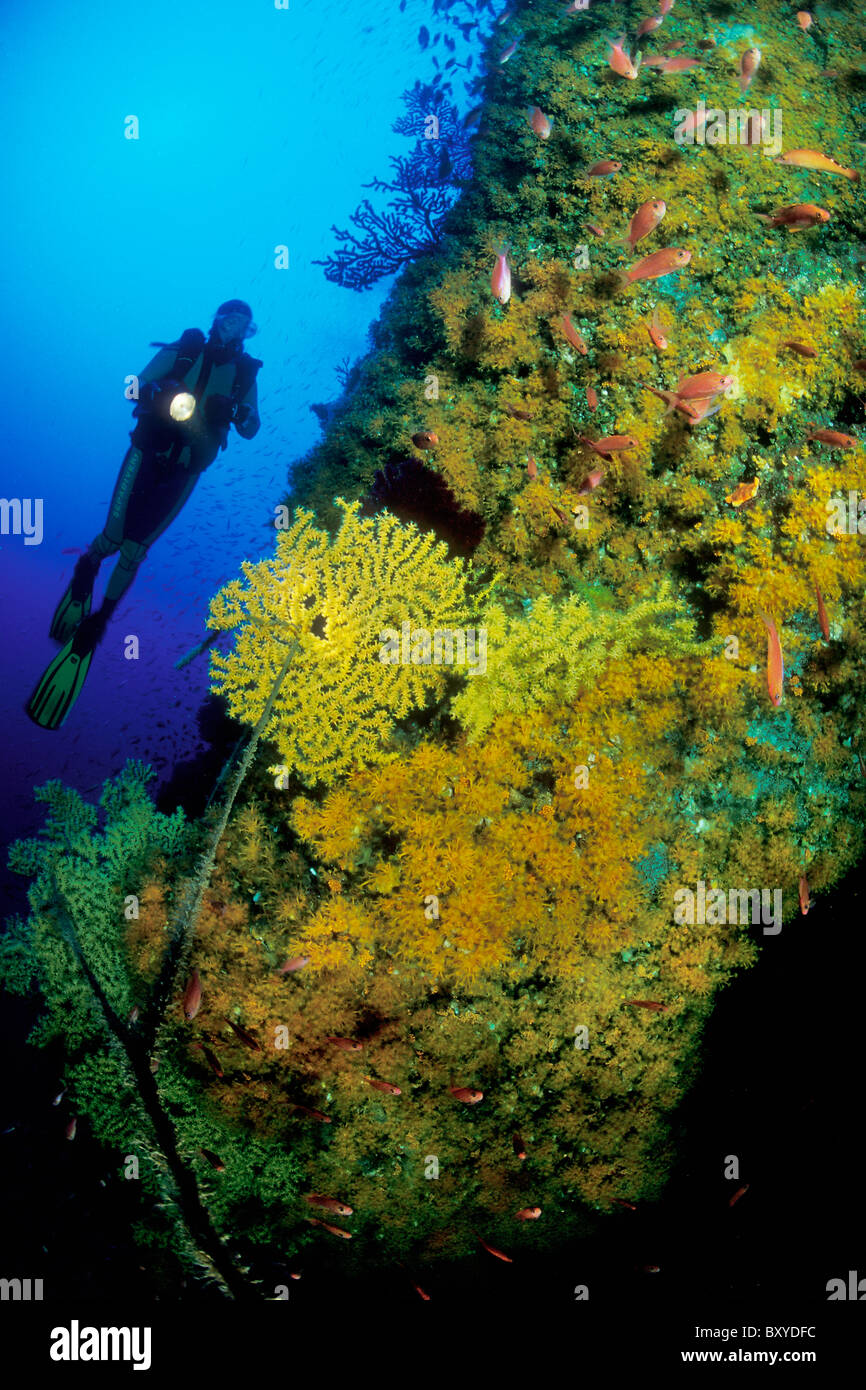 Scuba Diving at Mediterranean Sea, Korcula, Dalmatia, Adriatic Sea, Croatia Stock Photo