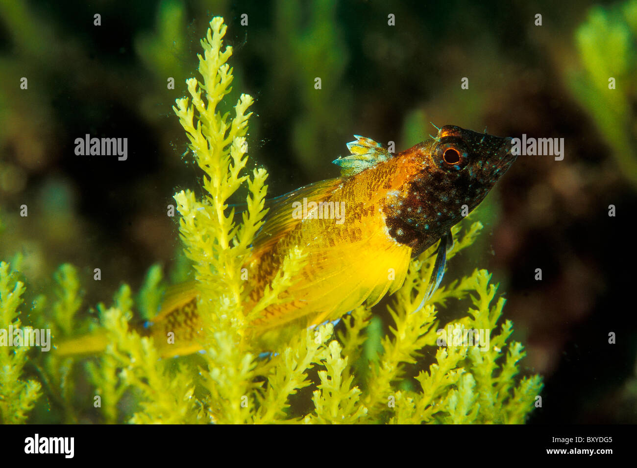 Yellow Triplefin Tripterygion Delaisi Unije Adriatic Sea Croatia Yellow Triplefin Tripterygion Delaisi Unije Adriatic Sea Croatia