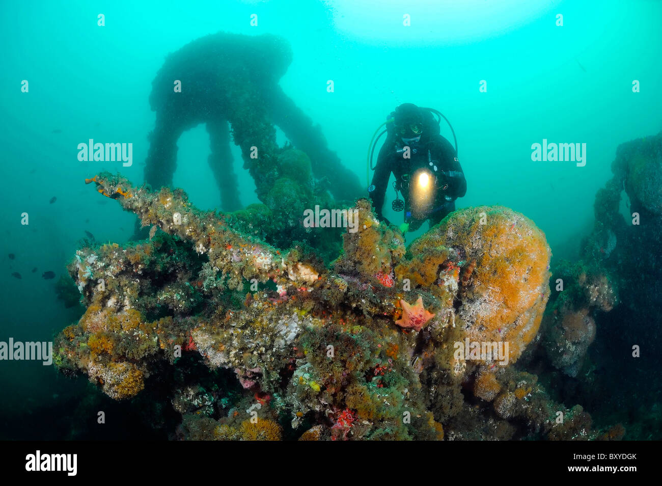 Scuba Diver exploring Ship Wreck Peacock, Santa Cruz Island, California, USA Stock Photo
