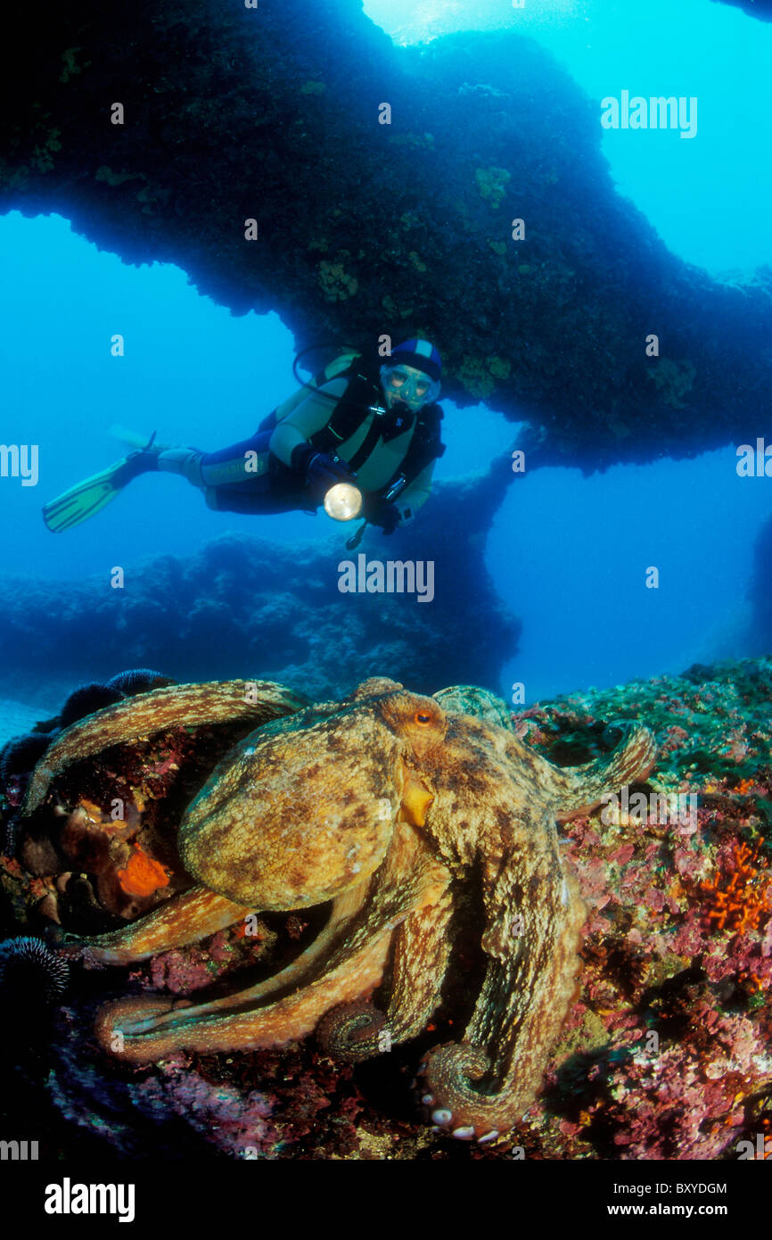 Scuba Diver and Octopus, Octopus vulgaris, Unije, Adriatic Sea, Croatia
