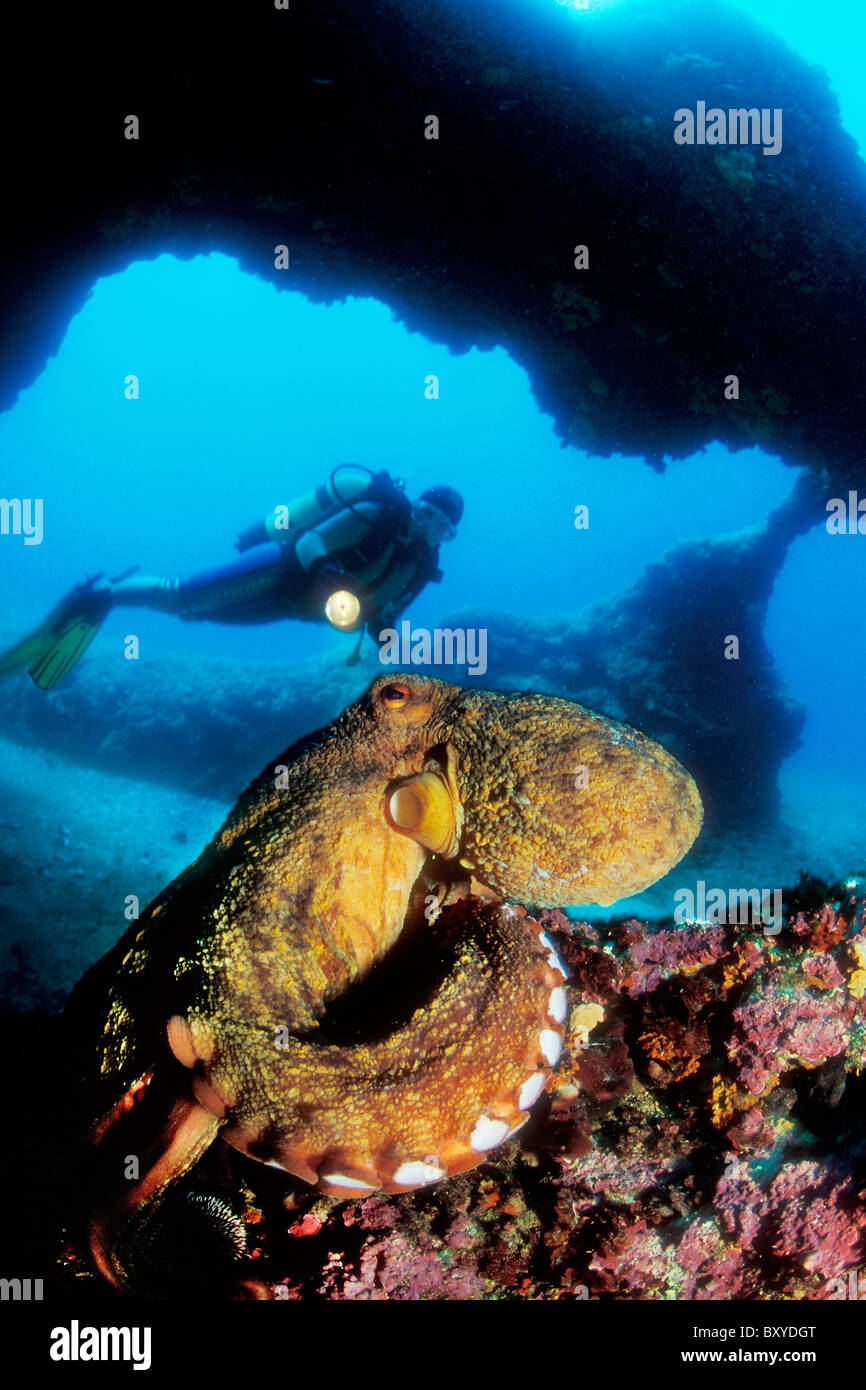 Scuba Diver and Octopus, Octopus vulgaris, Unije, Adriatic Sea, Croatia Stock Photo Alamy