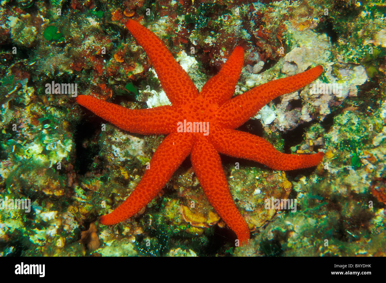 Purple Starfish with seven Arms, Echinaster sepositus, Unije, Adriatic Sea, Croatia Stock Photo