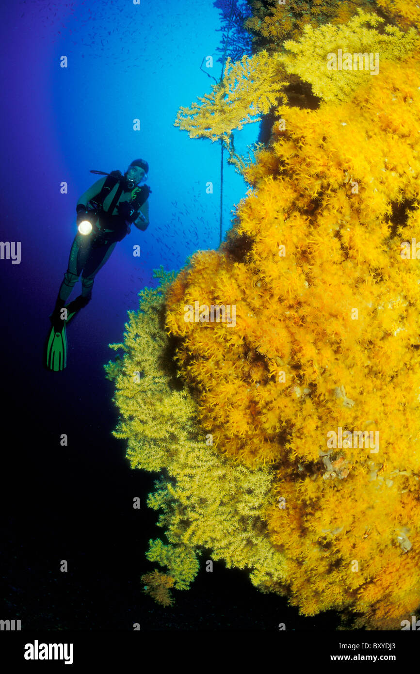 Scuba Diving on Reef coverd with Zoanthids, Parazoanthus axinellae, Korcula, Dalmatia, Adriatic Sea, Croatia Stock Photo