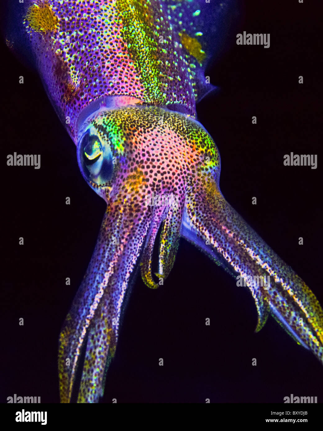 Caribbean Reef Squid, Sepioteuthis sepioidea, Key Largo, Florida, USA Stock Photo