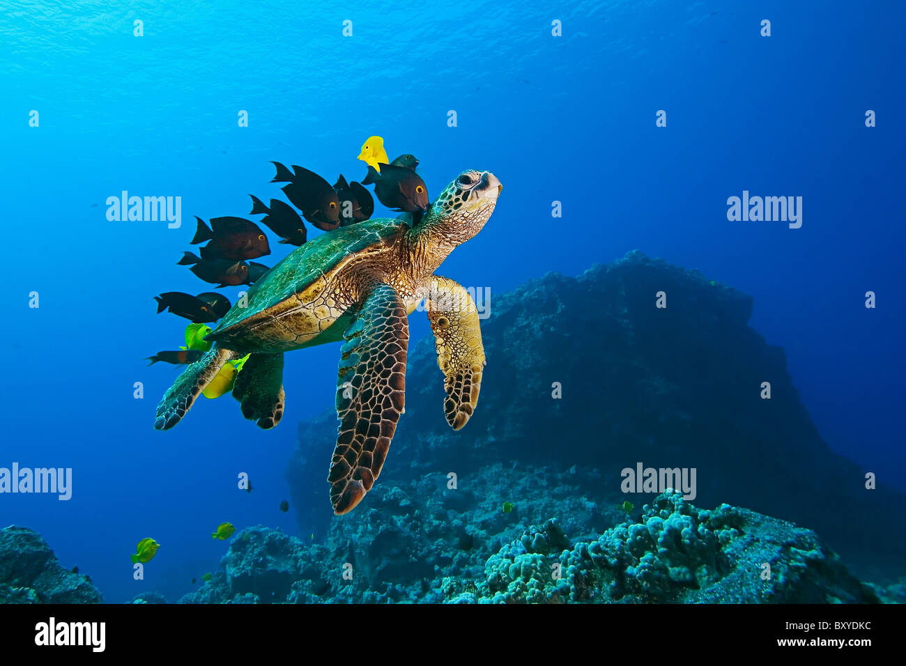 Green Sea Turtle cleaned by Tangs, Chelonia mydas, Big Island, Hawaii, USA Stock Photo