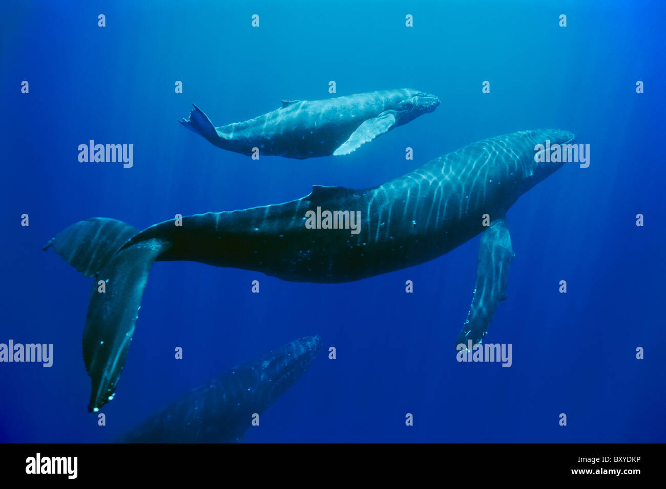Humpback Whale Mother and Calf, Megaptera novaeangliae, Hawaii, USA Stock Photo