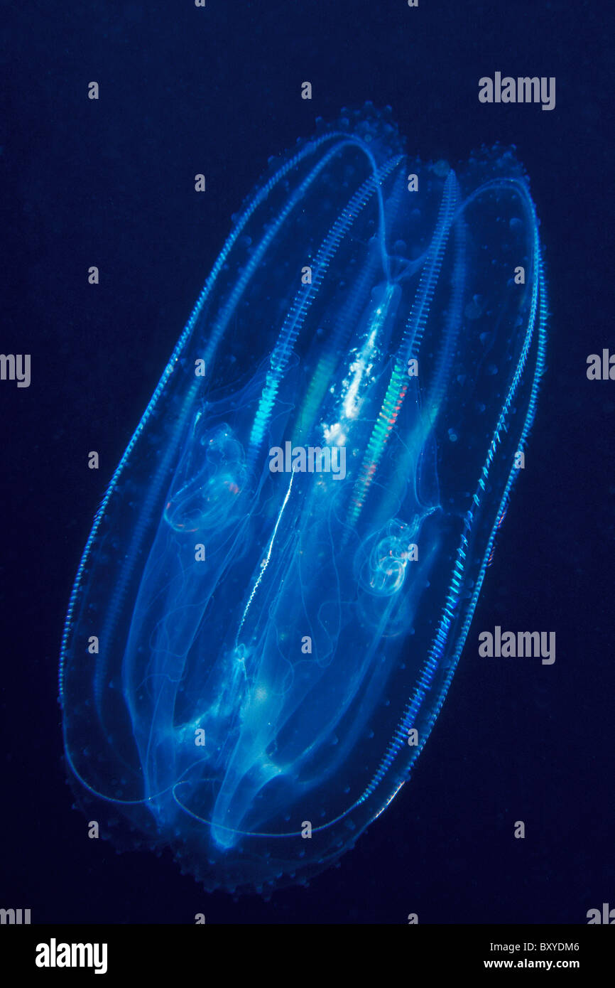 Comb jellyfish hires stock photography and images Alamy