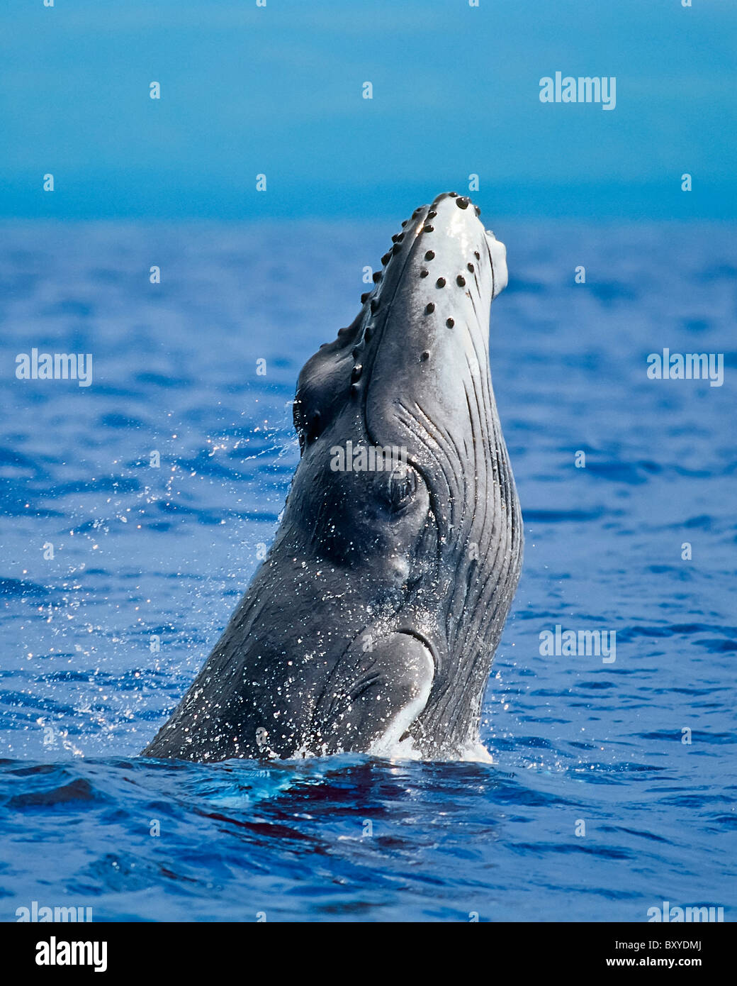 Breaching Humpback Whale, Megaptera novaeangliae, Hawaii, USA Stock Photo