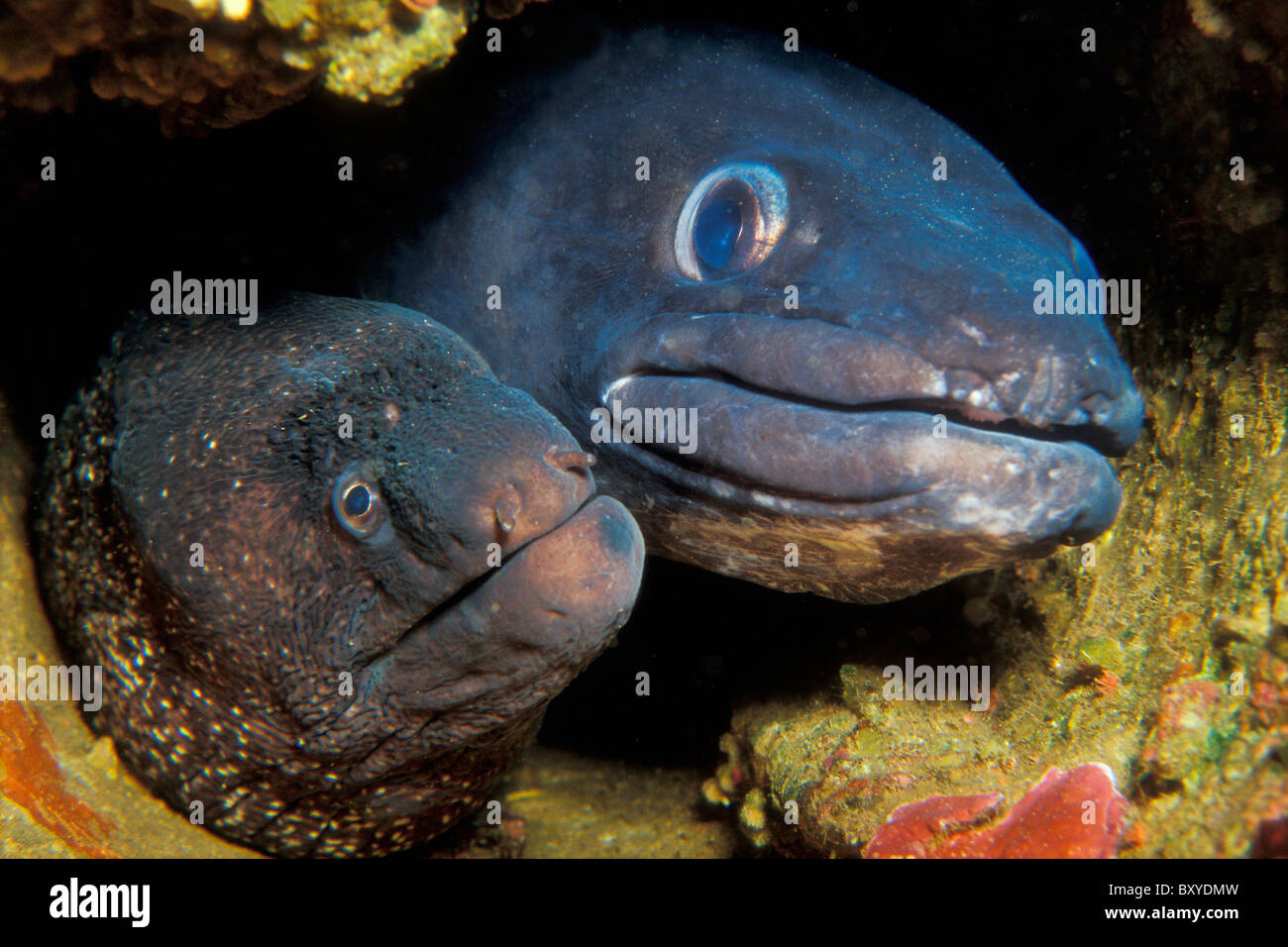 Mediterranean Moray and Conger Eel in Cave Muraena helena Conger Mediterranean Moray and Conger Eel in Cave Muraena helena Conger