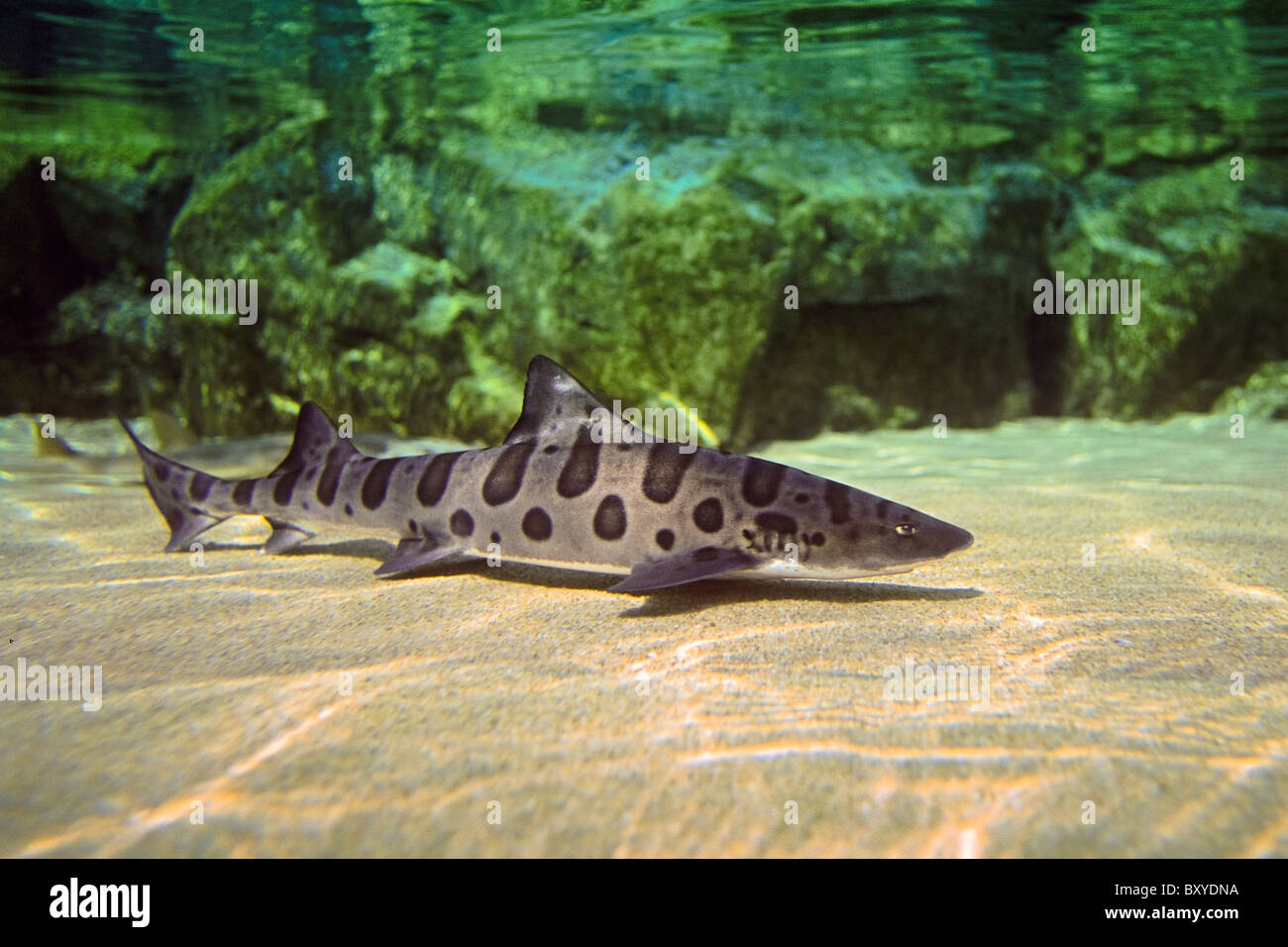 Leopard Shark, Triakis semifasciata, California, USA Stock Photo