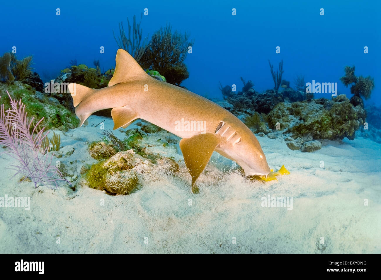 Nurse Shark feeding on Fish, Ginglymostoma cirratum, Key Largo, Florida, USA Stock Photo