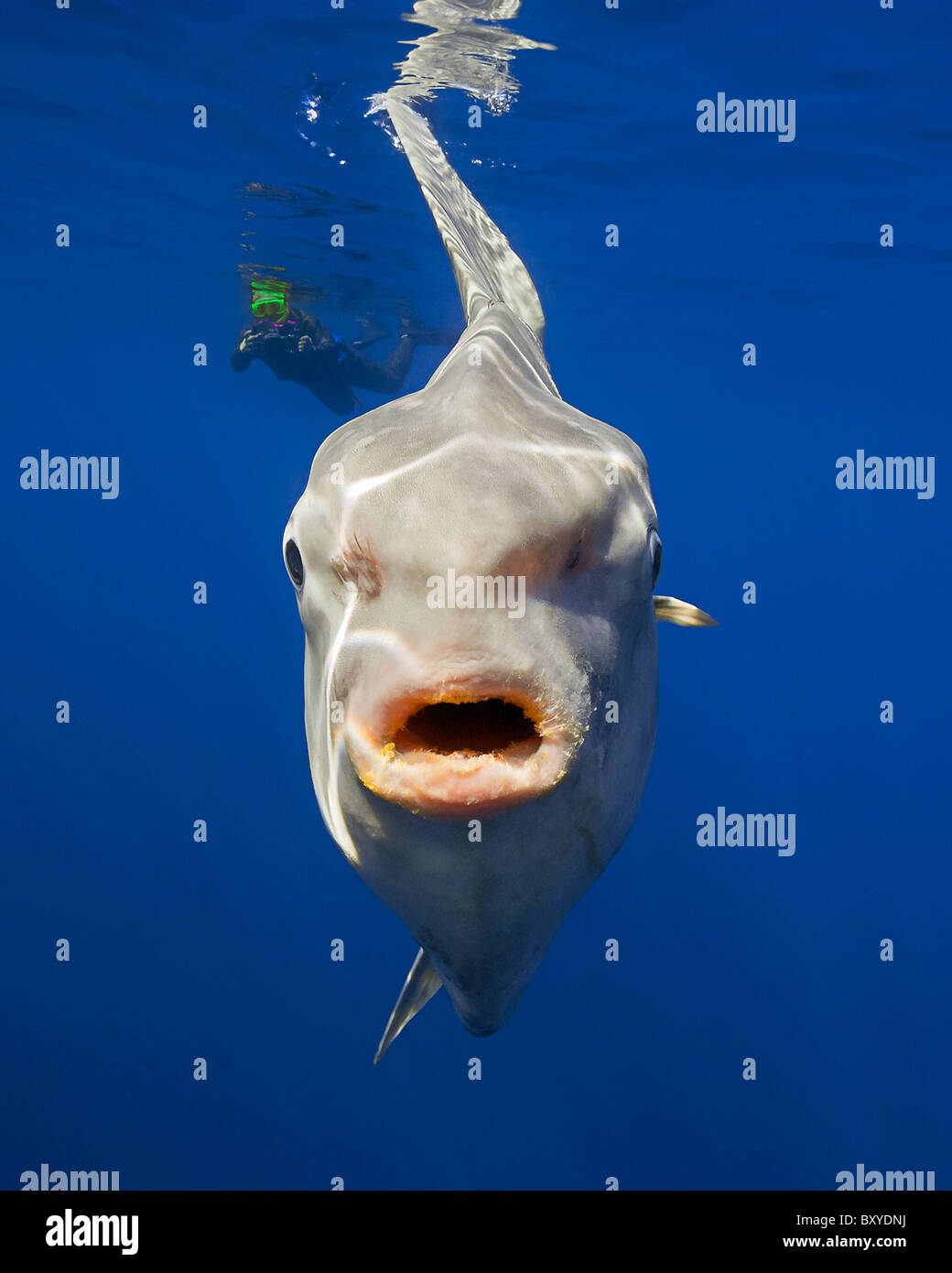 Ocean sunfish diver hi-res stock photography and images - Alamy