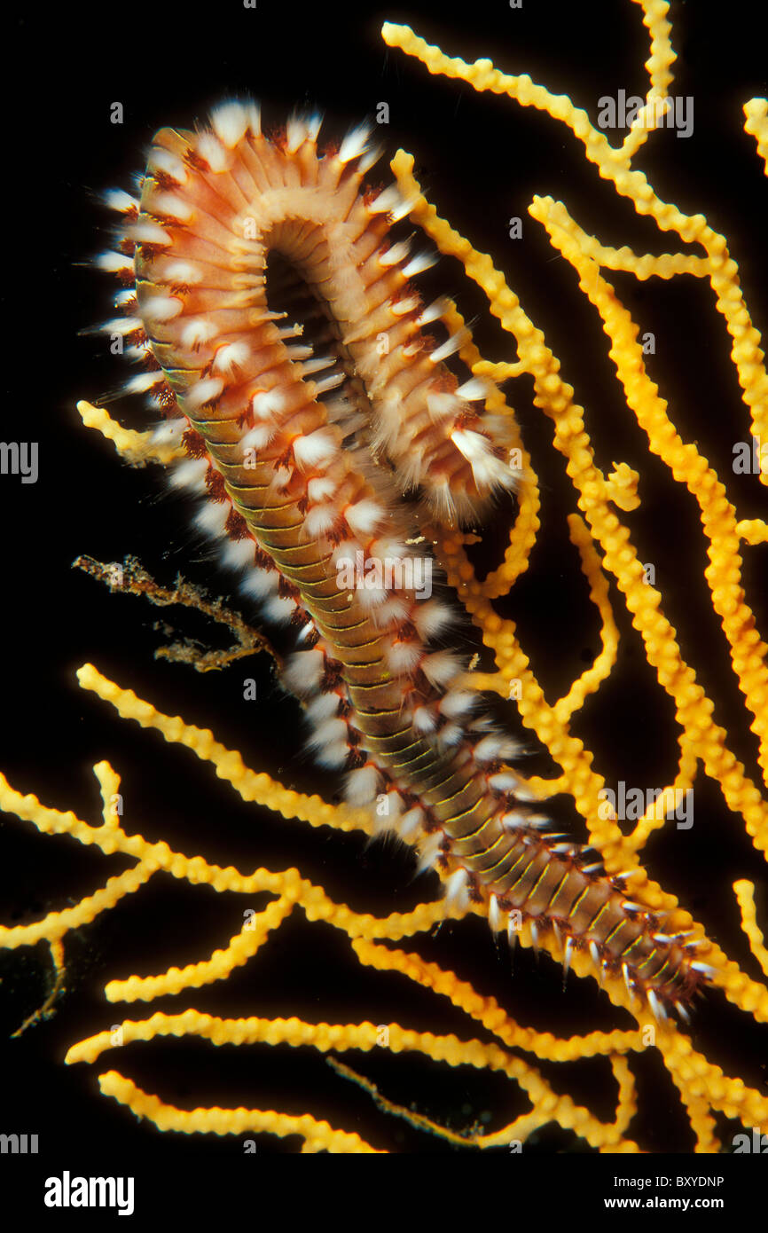 Fire Worm, Hermodice carunculata, Cres, Adriatic Sea, Croatia Stock Photo