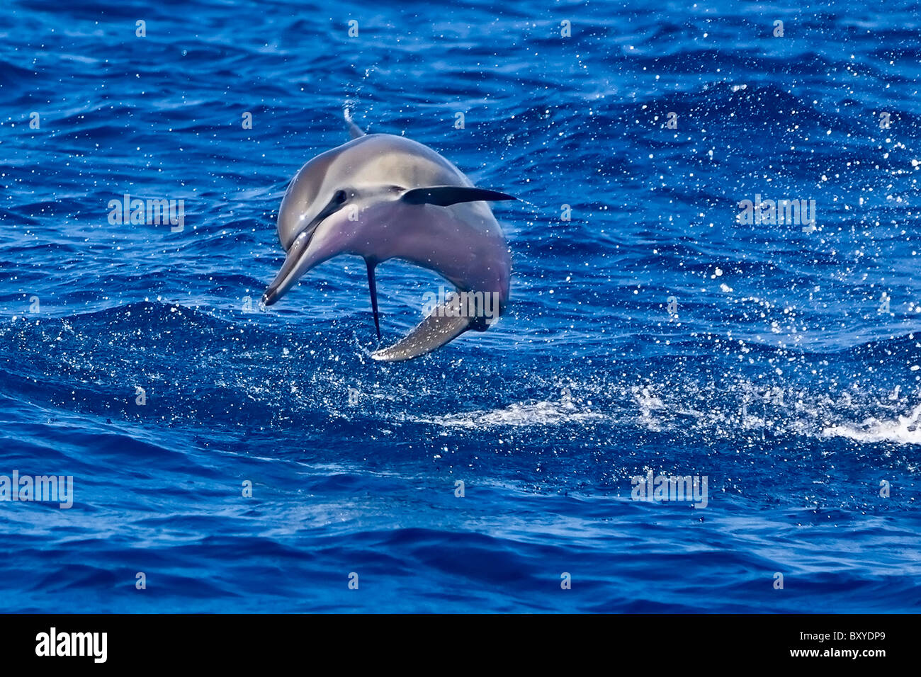 Spinner Dolphin, Stenella longirostris longirostris, Big Island, Hawaii, USA Stock Photo