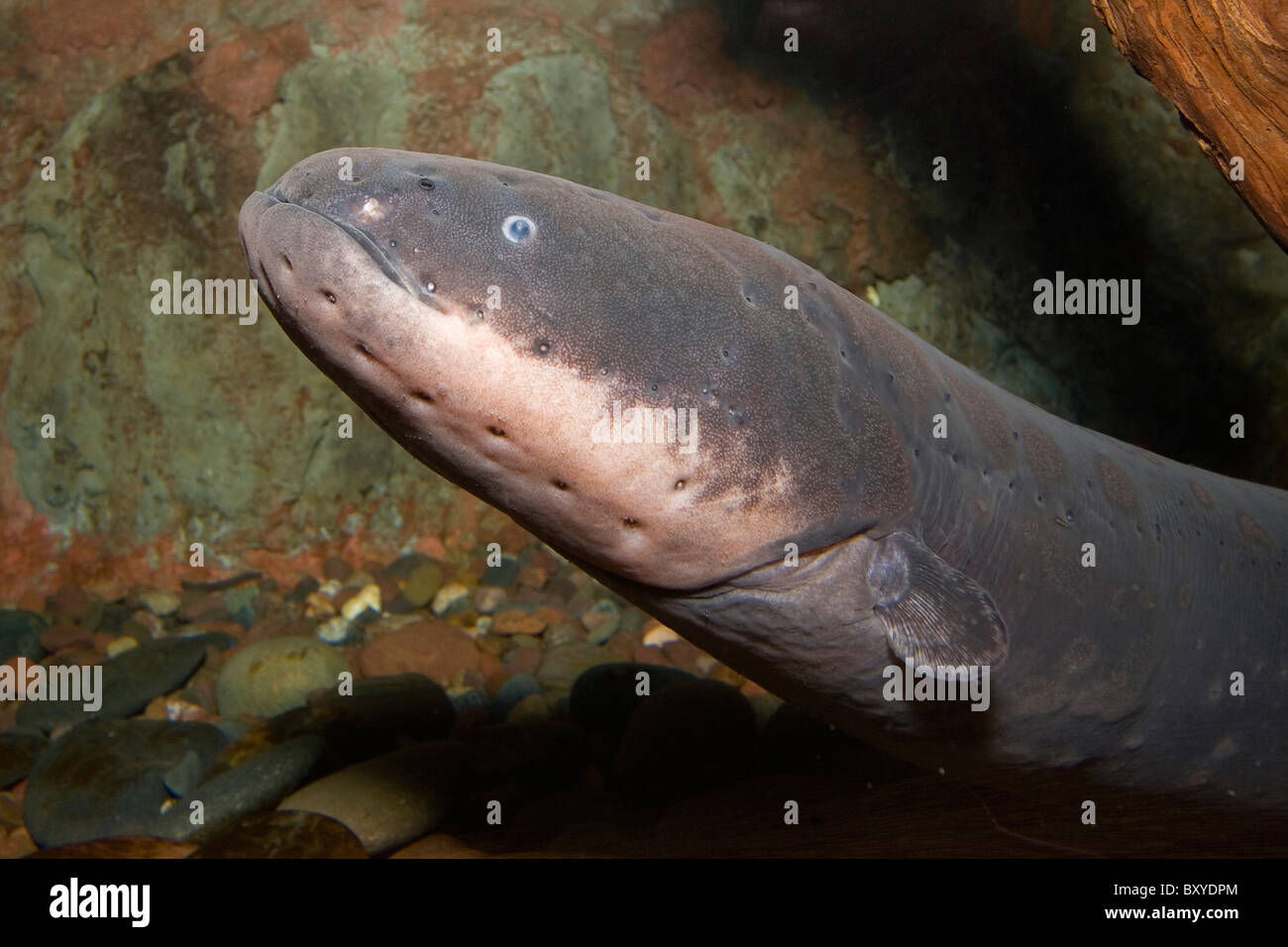 Knifefishes hires stock photography and images Alamy