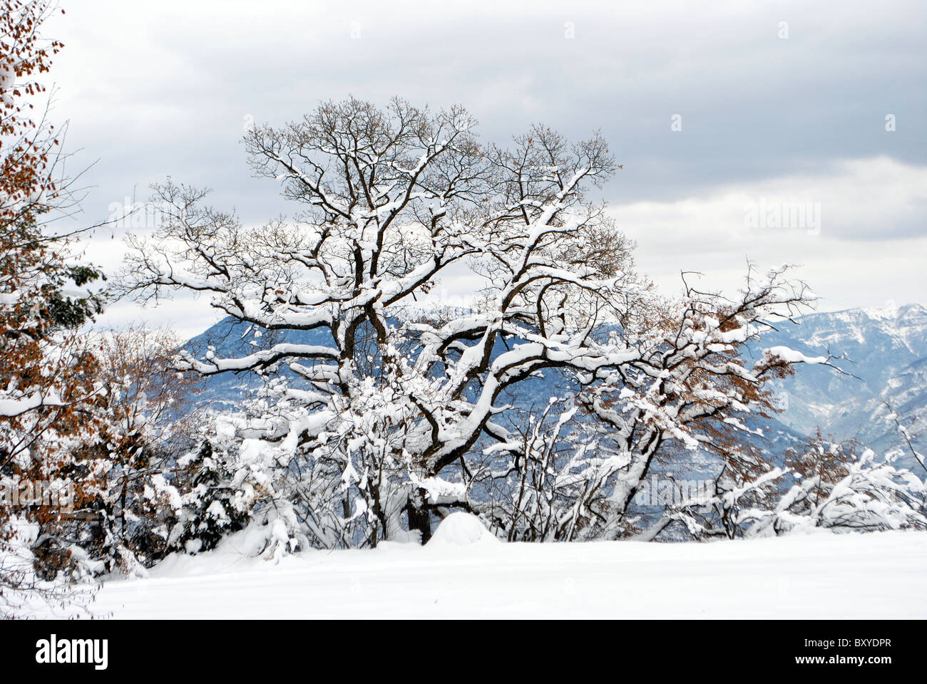 pine tree covered with fresh snow Stock Photo - Alamy