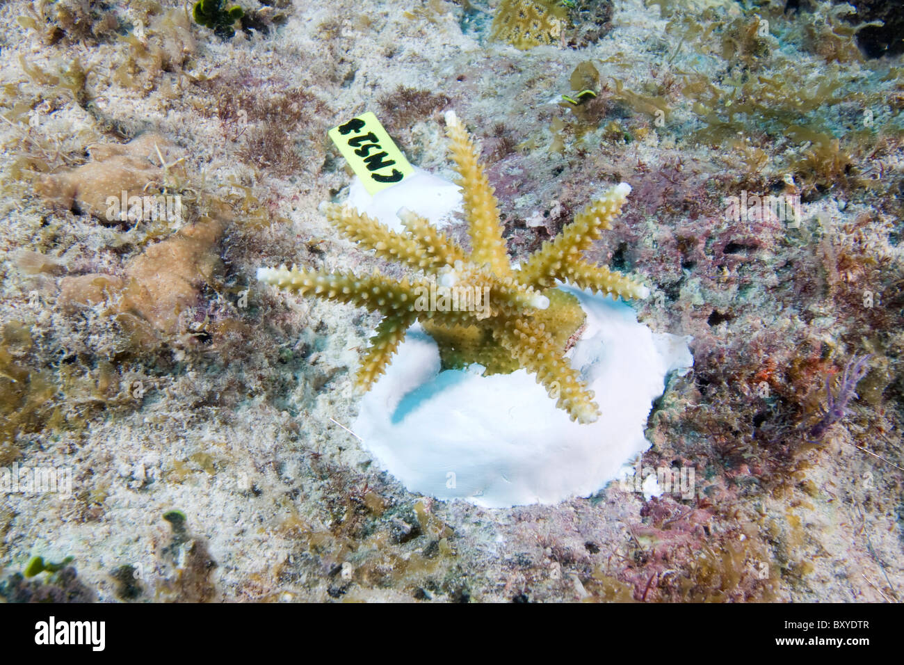 Artificial reefs florida keys hires stock photography and images Alamy