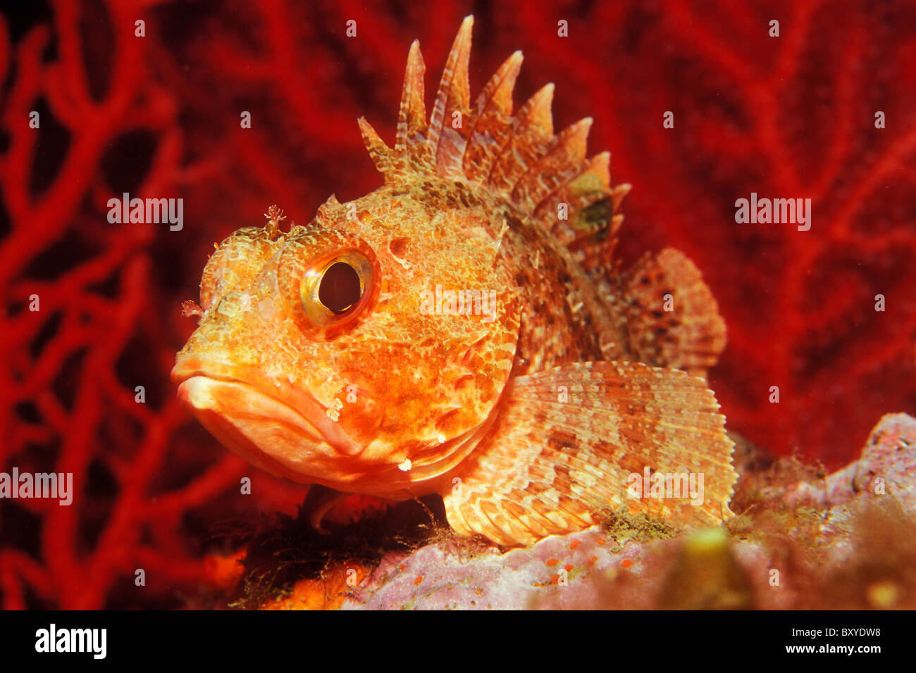 Small Red Rockfish, Scorpaena notata, Susac, Dalmatia, Adriatic Sea, Croatia Stock Photo