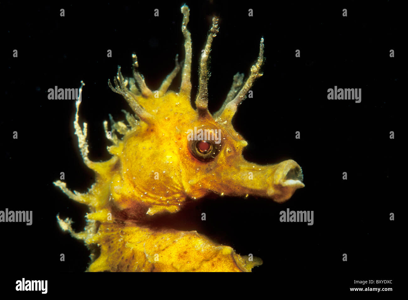 Long-snouted Seahorse, Hippocampus ramulosus, Susac, Dalmatia, Adriatic Sea, Croatia Stock Photo