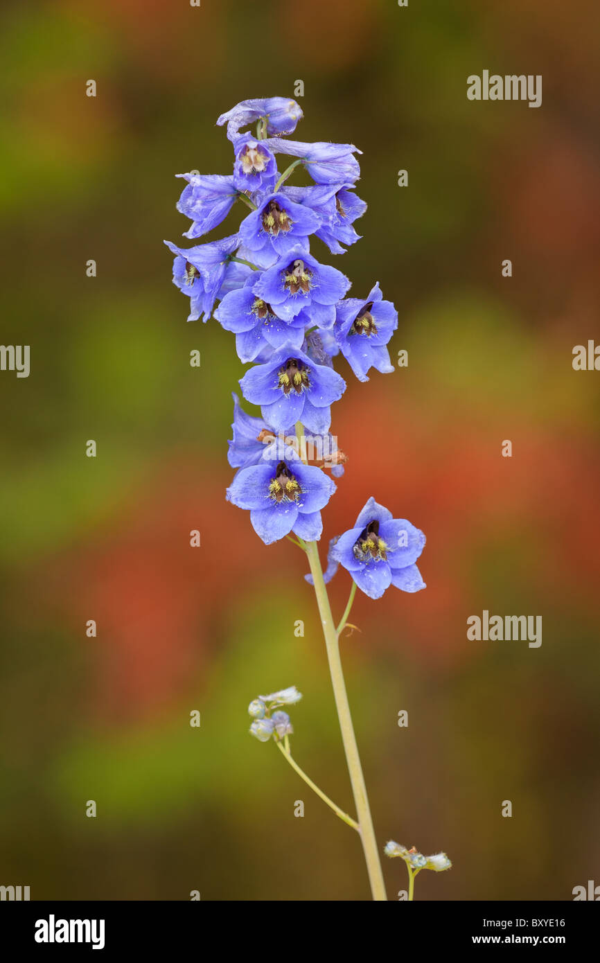 Flower in Lake Louise, Banff National Park, Canadian Rockies, Alberta