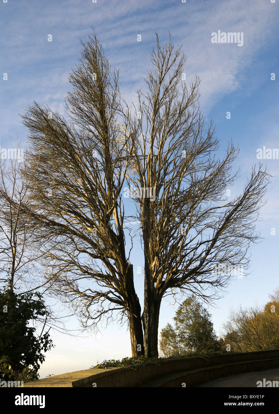 Tree struck by lightning hi-res stock photography and images - Alamy