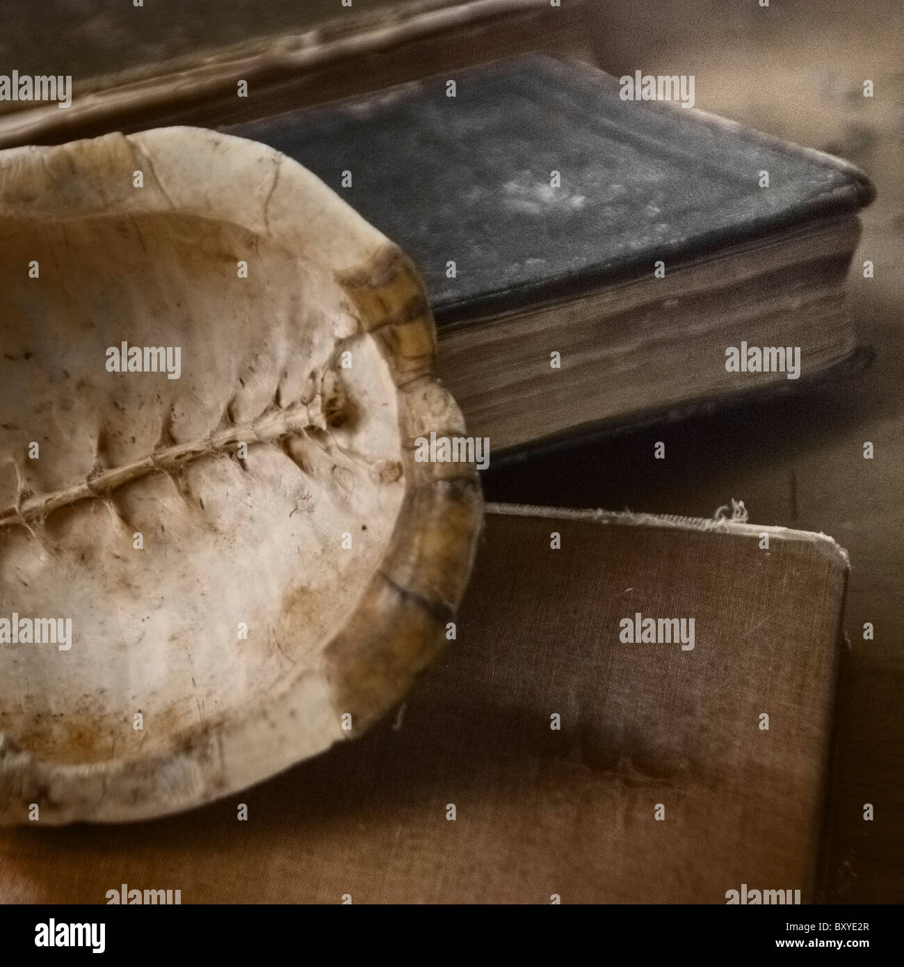 Turtle shell and old books Stock Photo - Alamy