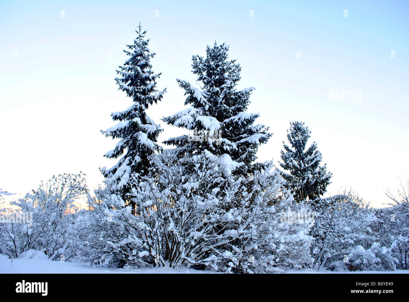 winter landscape with snow and larch forest Stock Photo - Alamy