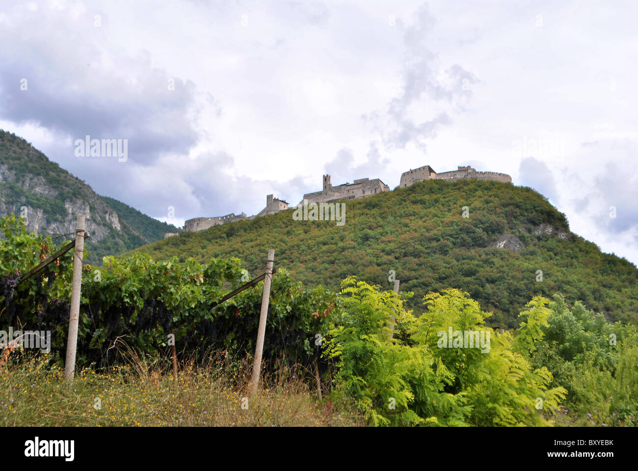 medieval castle on a hill surrounded by woods and vineyards Stock Photo ...