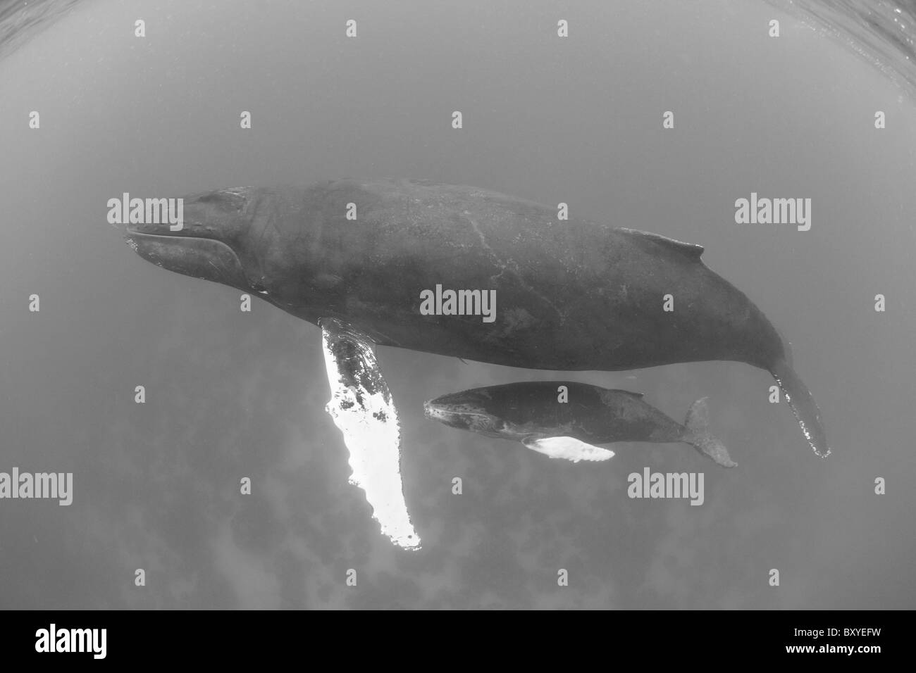 Humpback Whale, Mother and Calf, Megaptera novaeangliae, Caribbean Sea, Dominican Republic Stock Photo