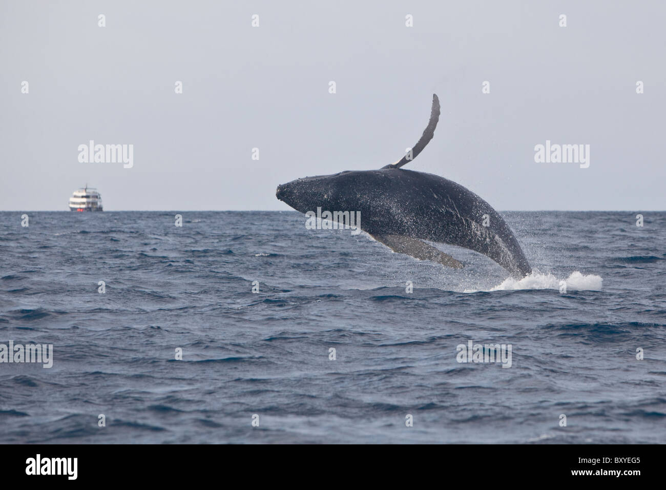 Humpback Whale breaching, Megaptera novaeangliae, Caribbean Sea, Dominican Republic Stock Photo