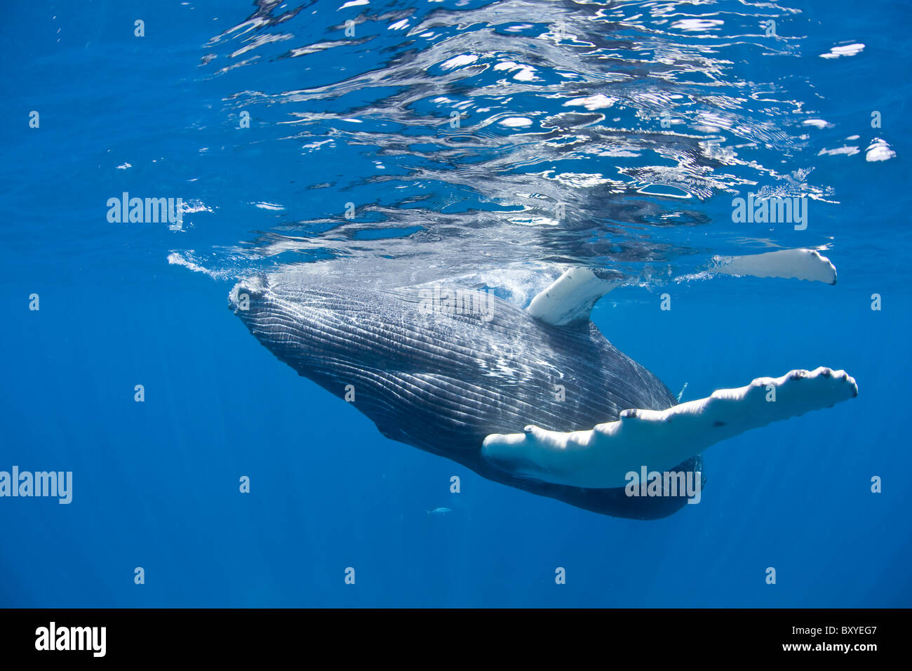 Humpback Whale Calf, Megaptera novaeangliae, Caribbean Sea, Dominican Republic Stock Photo