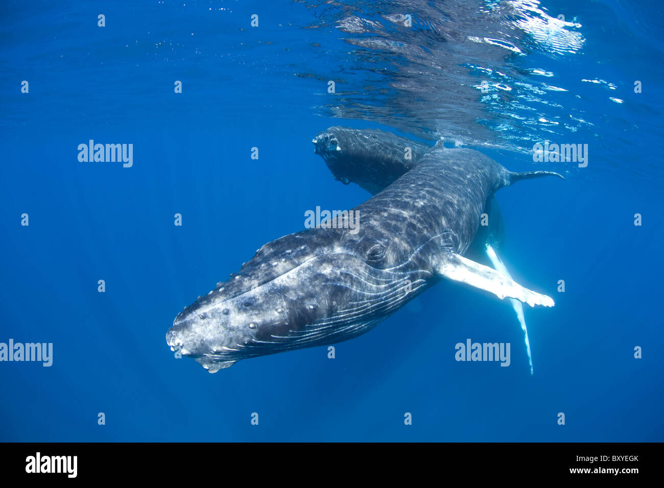 Humpback Whale, Mother and Calf, Megaptera novaeangliae, Caribbean Sea, Dominican Republic Stock Photo