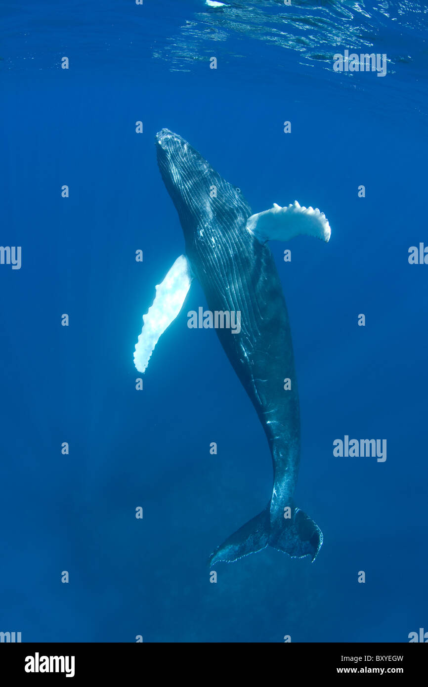 Humpback Whale Calf, Megaptera novaeangliae, Caribbean Sea, Dominican Republic Stock Photo