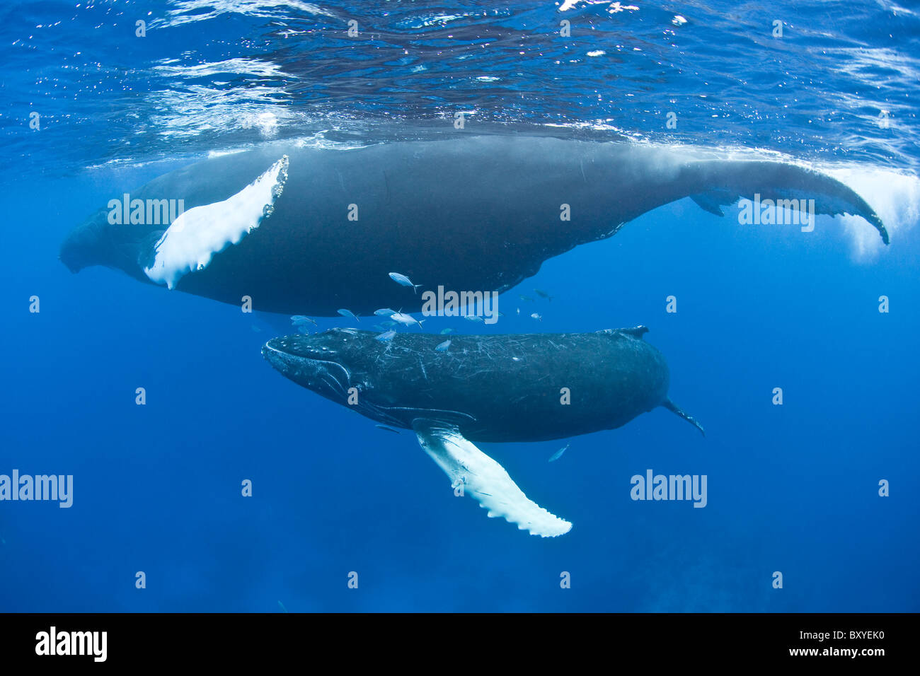 Humpback Whale, Mother and Calf, Megaptera novaeangliae, Caribbean Sea, Dominican Republic Stock Photo