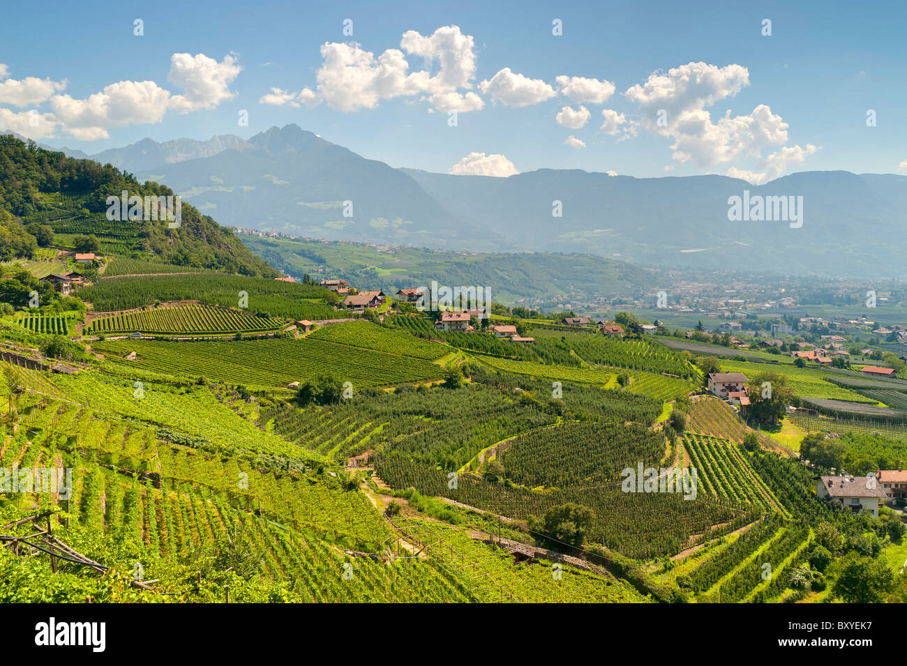 Venosta Valley vineyards Trentino Alto Adige South Tyrol Merano Italy Stock Photo