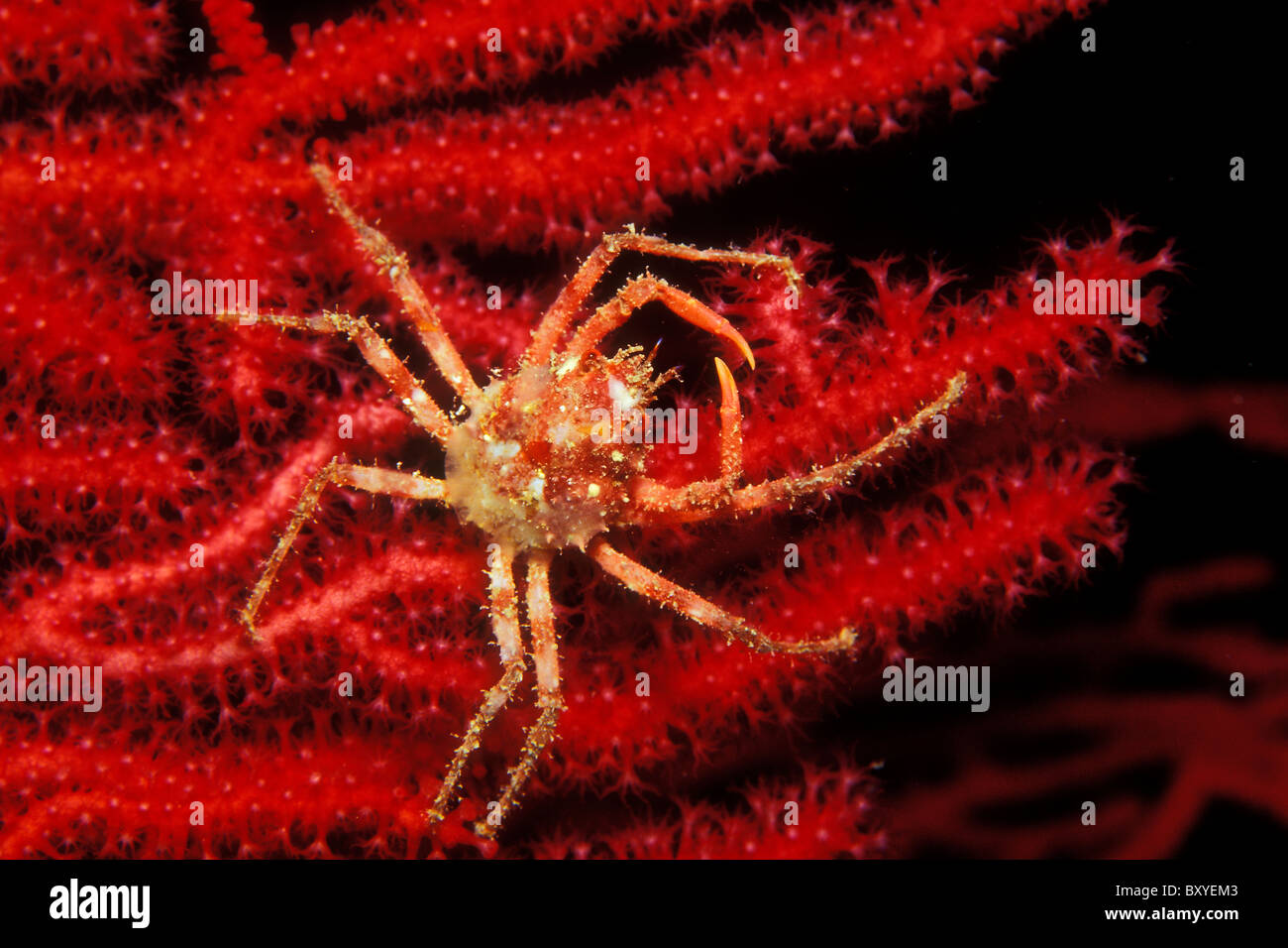 Sea Spider, Herbstia conyliata, Susac, Dalmatia, Adriatic Sea, Croatia Stock Photo