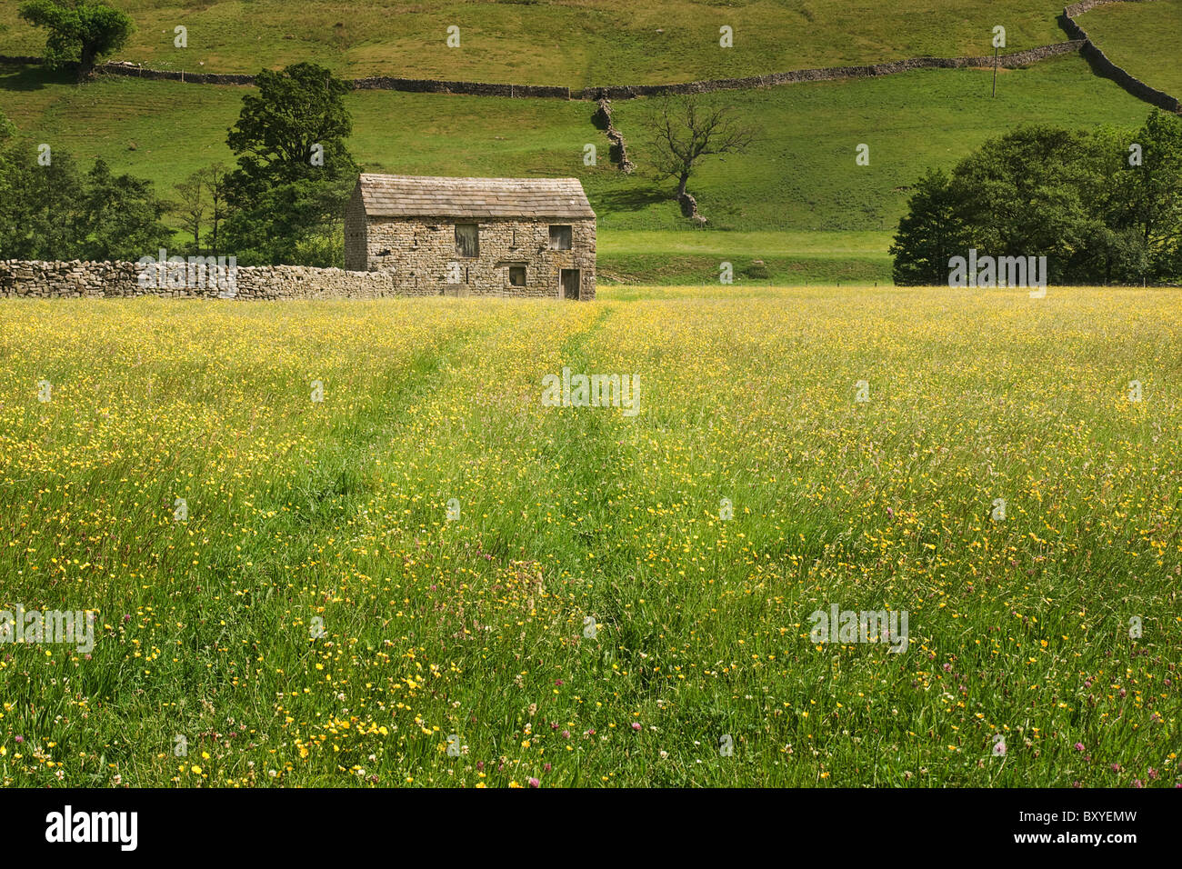 Barn and hay meadow in Upper Swaledale, Yorkshire Dales, UK Stock Photo