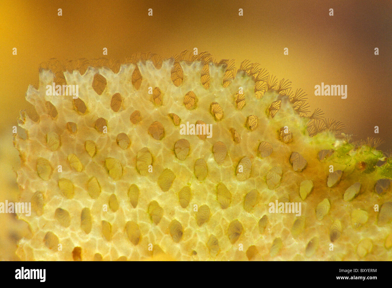 Detail of Neptun Net Coral, Reteporella couchii, Susac, Dalmatia, Adriatic Sea, Croatia Stock Photo