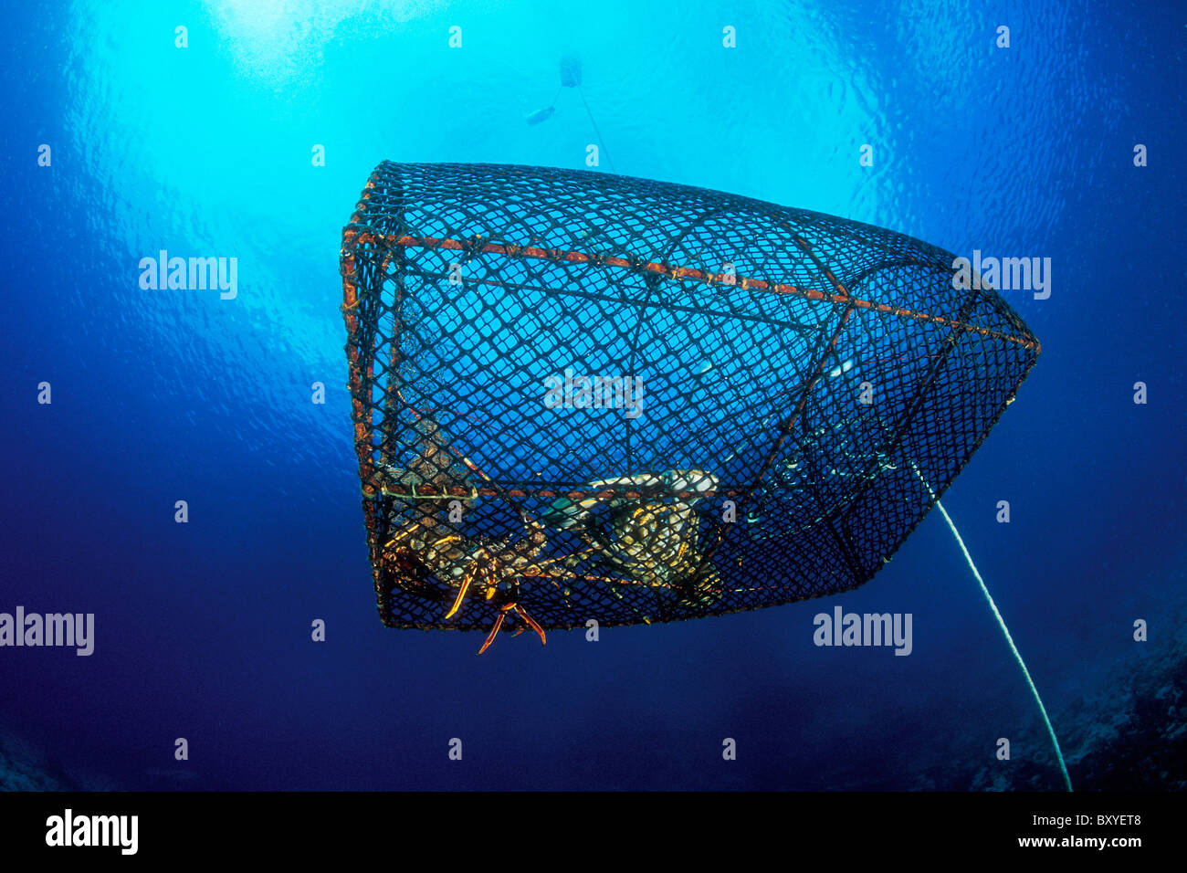 Fish Trap with Spiny Lobster and European Lobster, Palinurus elephas, Homarus gammarus, Susac, Dalmatia, Adriatic Sea, Croatia Stock Photo
