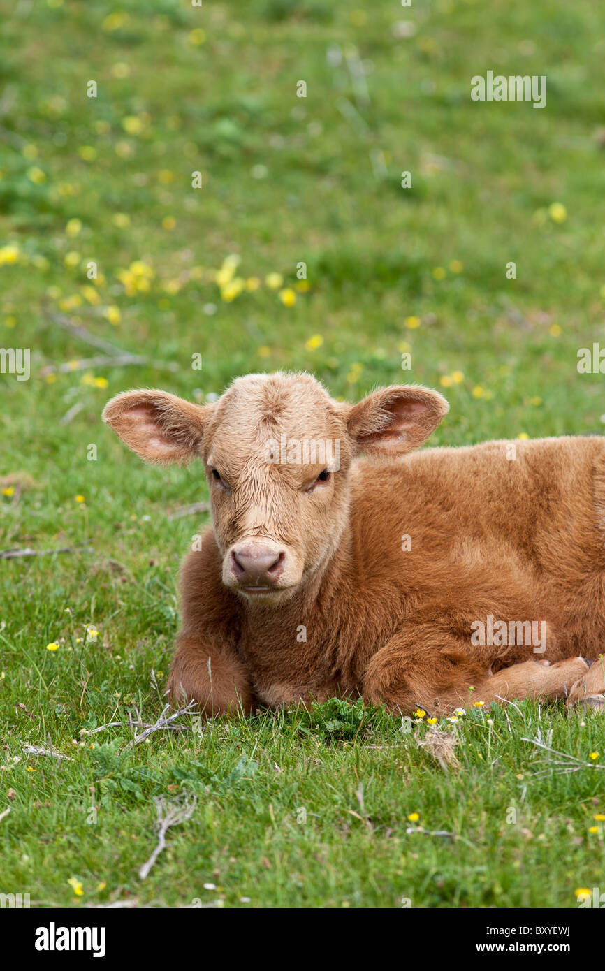 Young brown calf in buttercup meadow, County Clare, West of Ireland Stock Photo Alamy