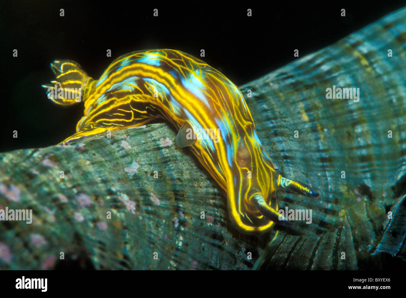 Striped Dorid Nudibranch on Brown Algae, Hypselodoris villafranca, Susac, Dalmatia, Adriatic Sea, Croatia Stock Photo