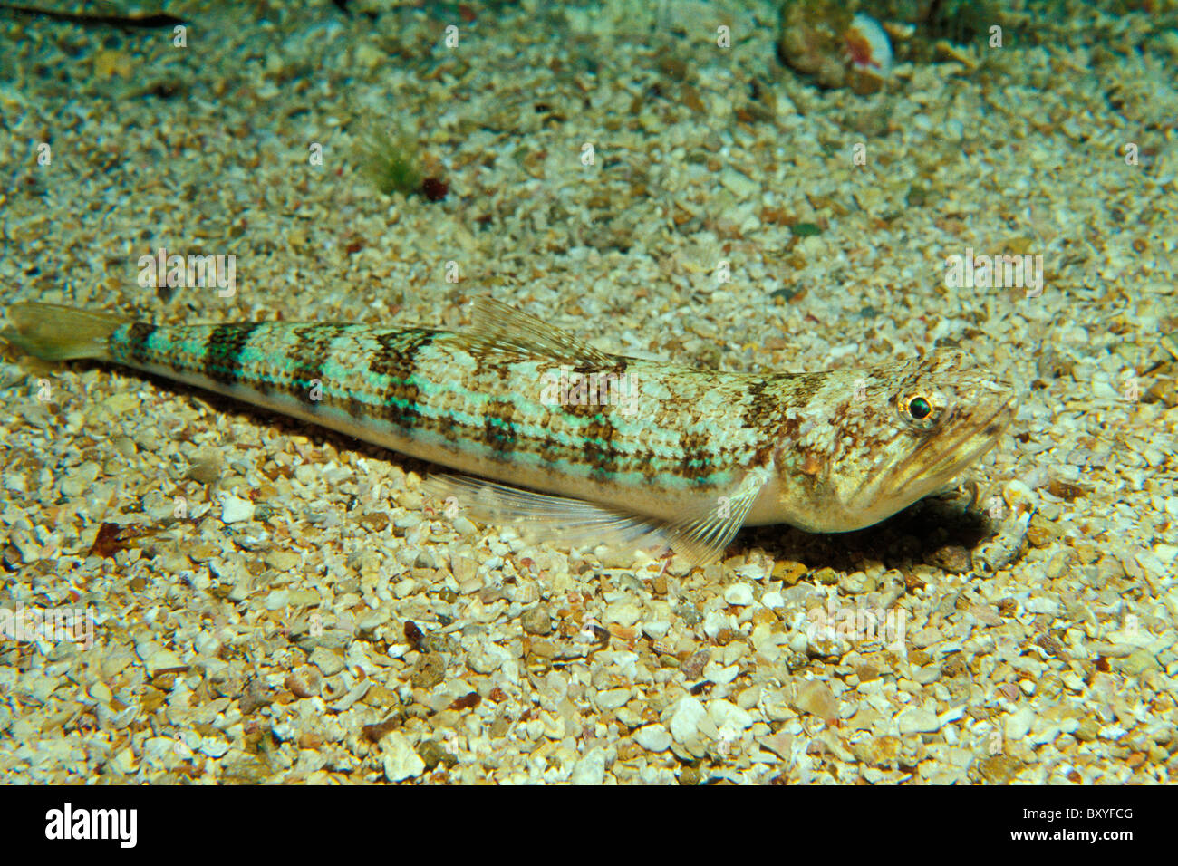 Lizardfish on Sand, Synodus saurus, Medes Islands, Costa Brava, Spain Stock Photo