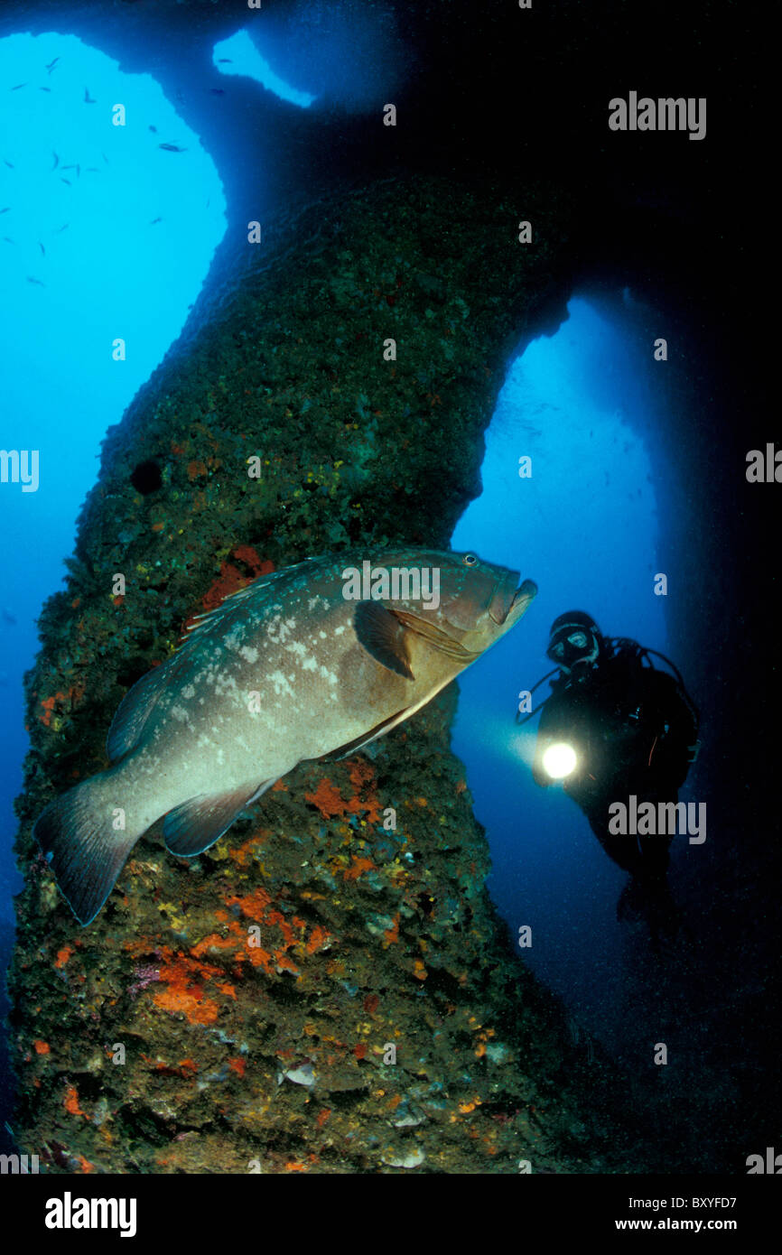 Dusky Grouper and Scuba Diver, Epinephelus marginatus, Medes Islands, Costa Brava, Spain Stock Photo