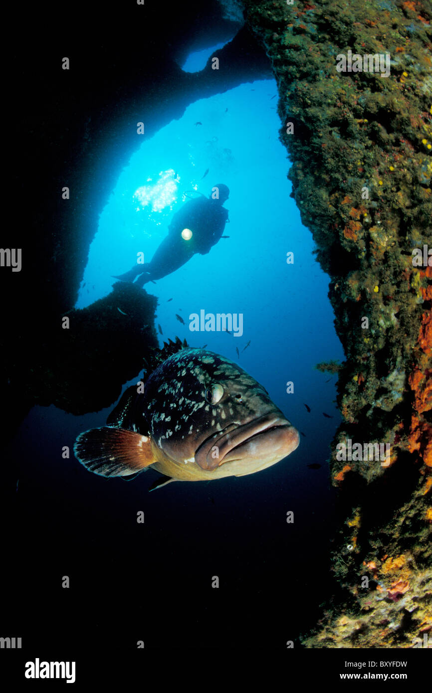 Dusky Grouper and Scuba Diver, Epinephelus marginatus, Medes Islands, Costa Brava, Spain Stock Photo