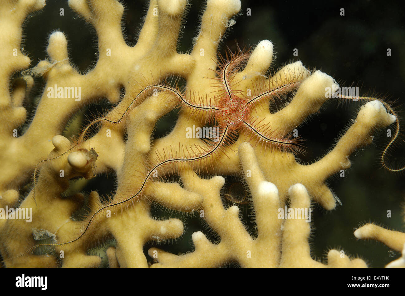 Brittle Star on Fire Coral, Ophiothrix sp., Millepora dichotoma, Marsa Alam, Red Sea, Egypt Stock Photo