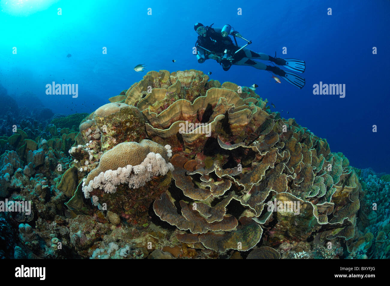 Scuba Diver over Cabbage Coral, Turbinaria sp., Marsa Alam, Red Sea, Egypt Stock Photo