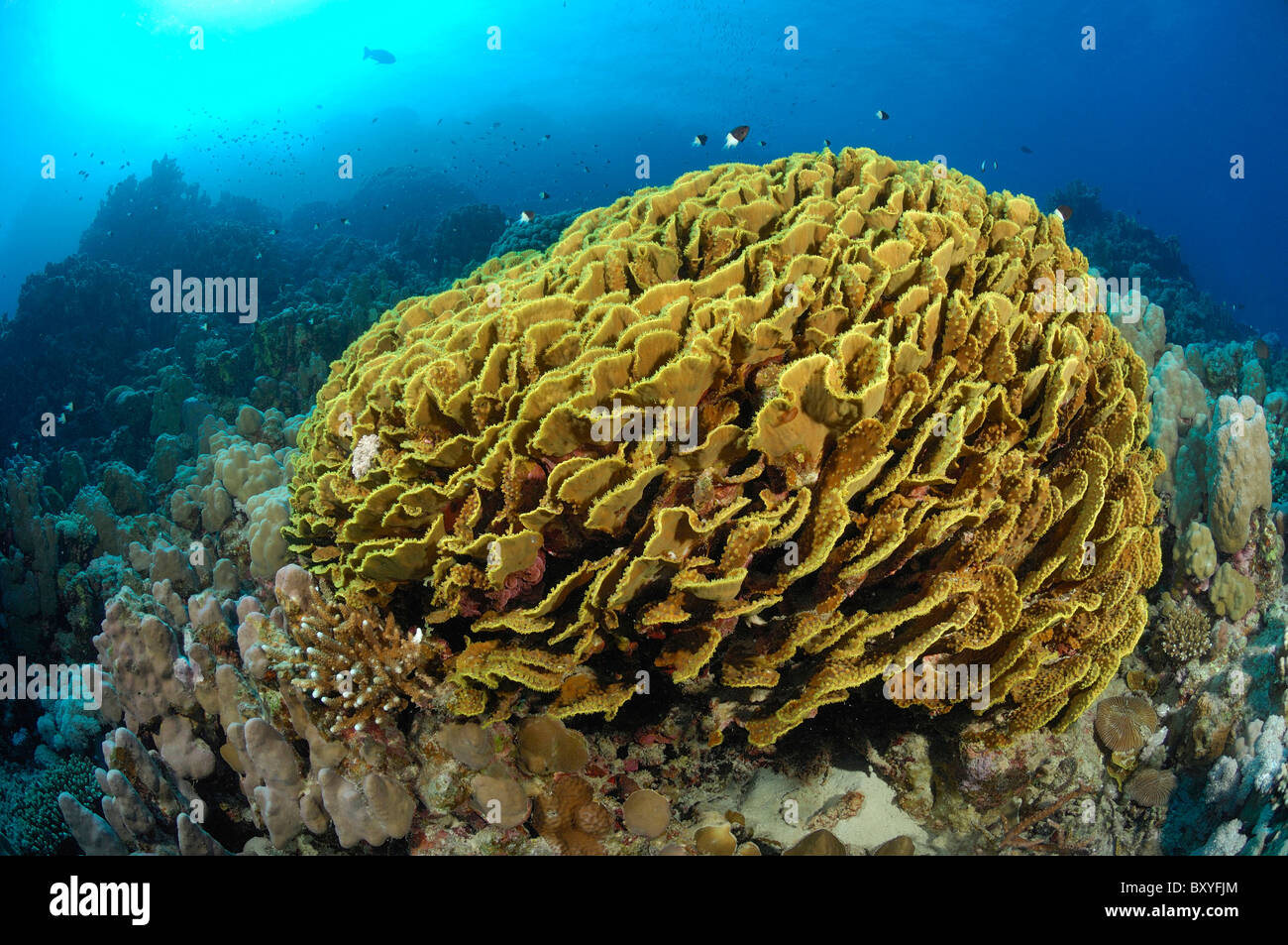 Lettuce Corals in Coral Reef, Turbinaria reniformis, Marsa Alam, Red Sea, Egypt Stock Photo Alamy
