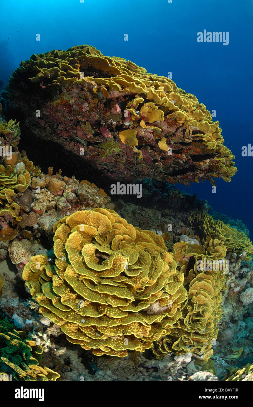 Lettuce Corals in Coral Reef, Turbinaria reniformis, Marsa Alam, Red