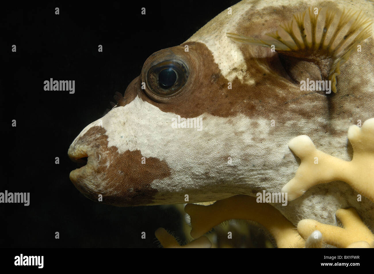 Masked Puffer, Arothron diadematus, Marsa Alam, Red Sea, Egypt Stock Photo
